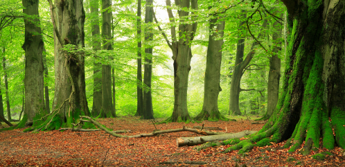 iStock_000002783691XSmall